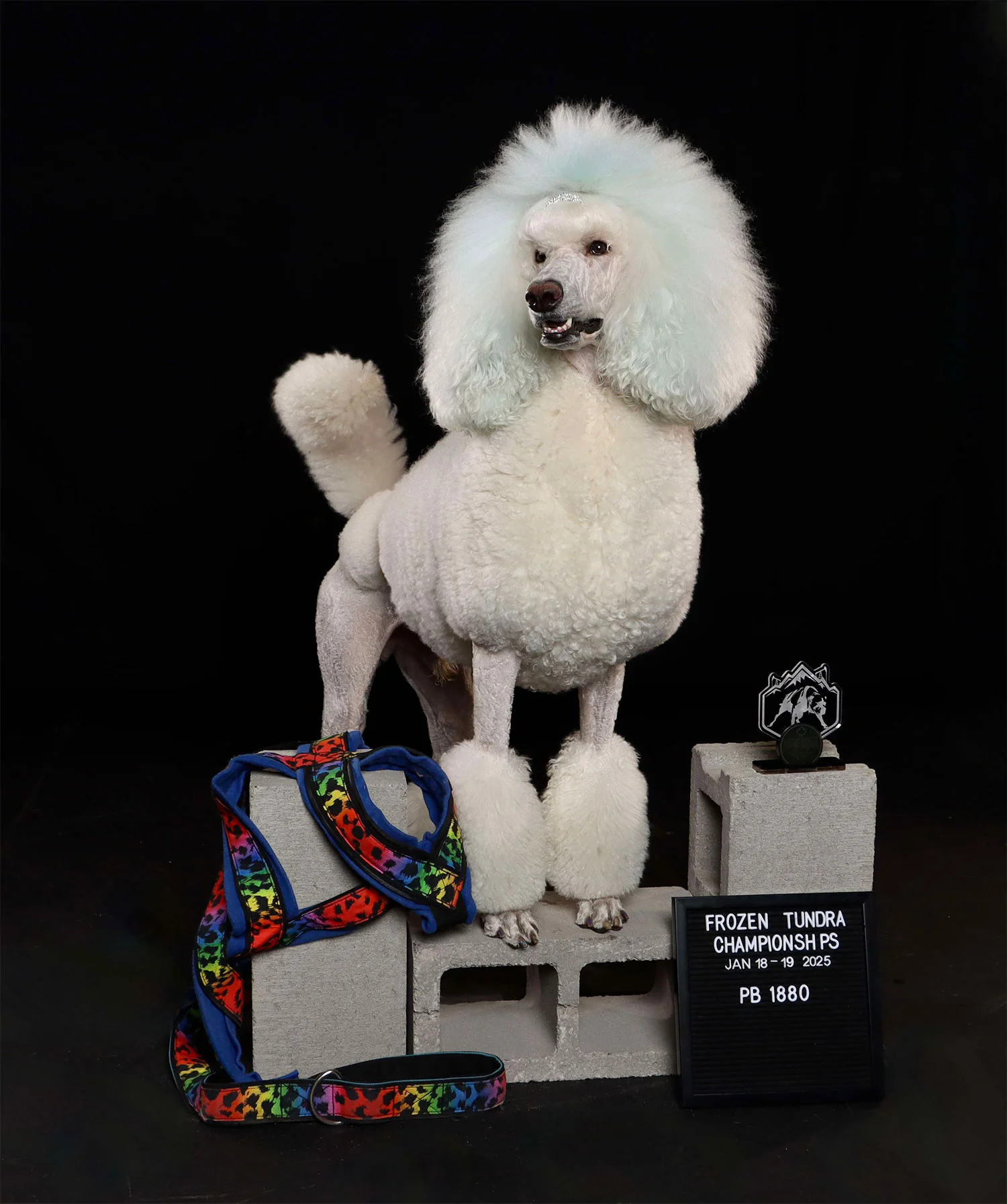 Qui-Gon Jinn the poodle
