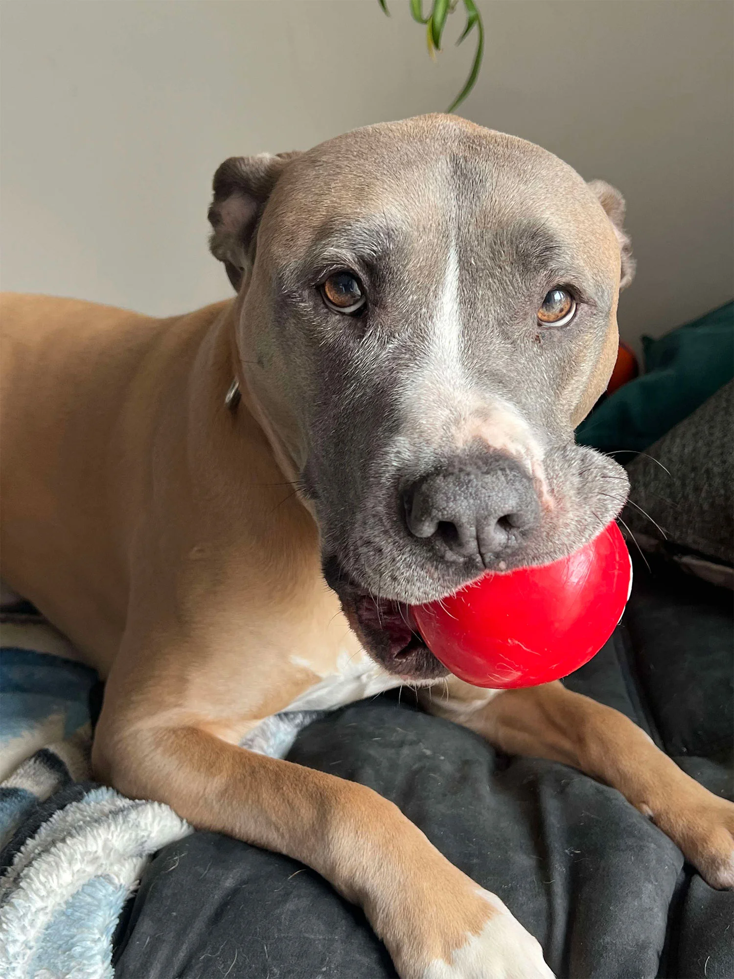 Arby the pitbull