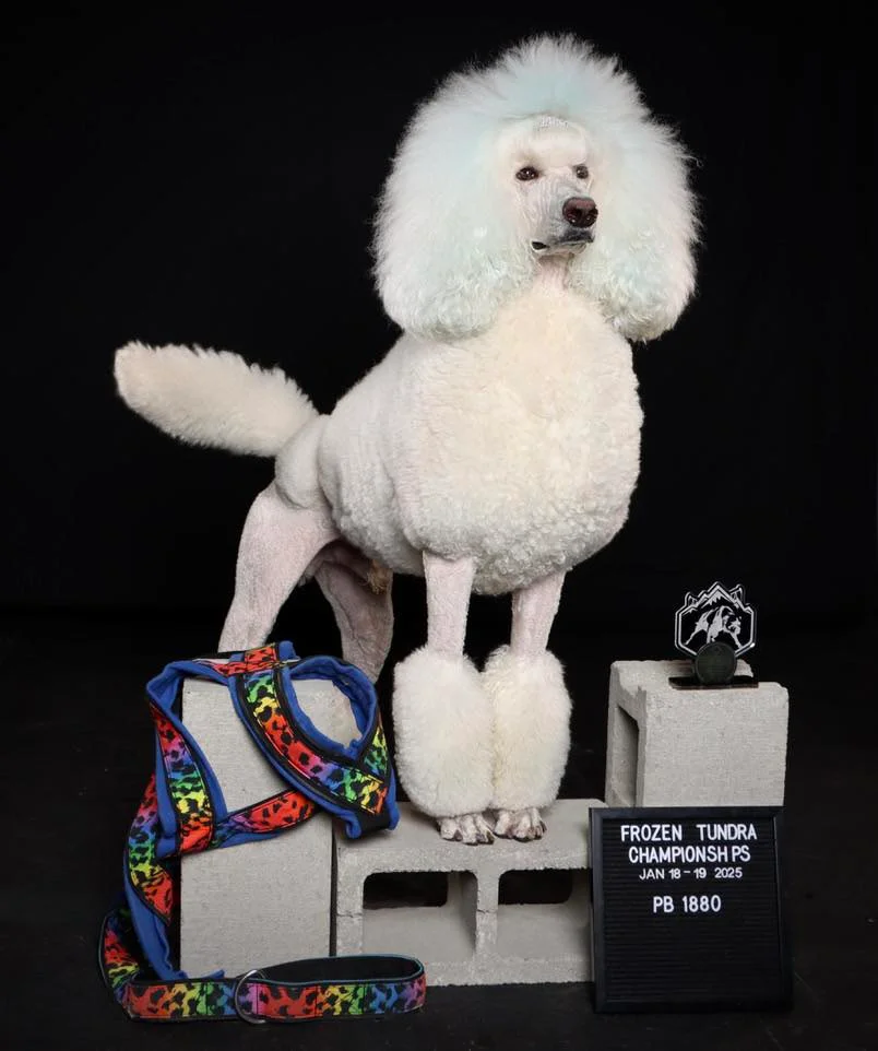 Groomed dog transformation