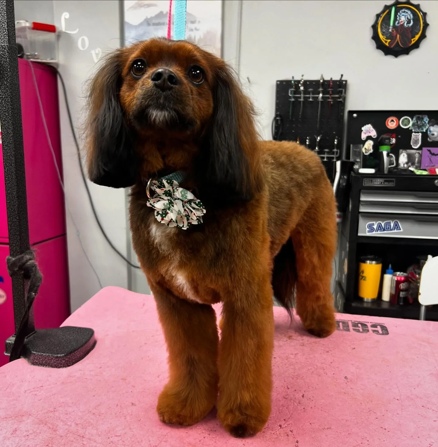 Groomed dog transformation