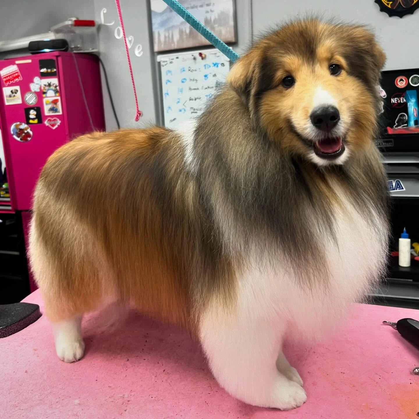 Groomed dog transformation