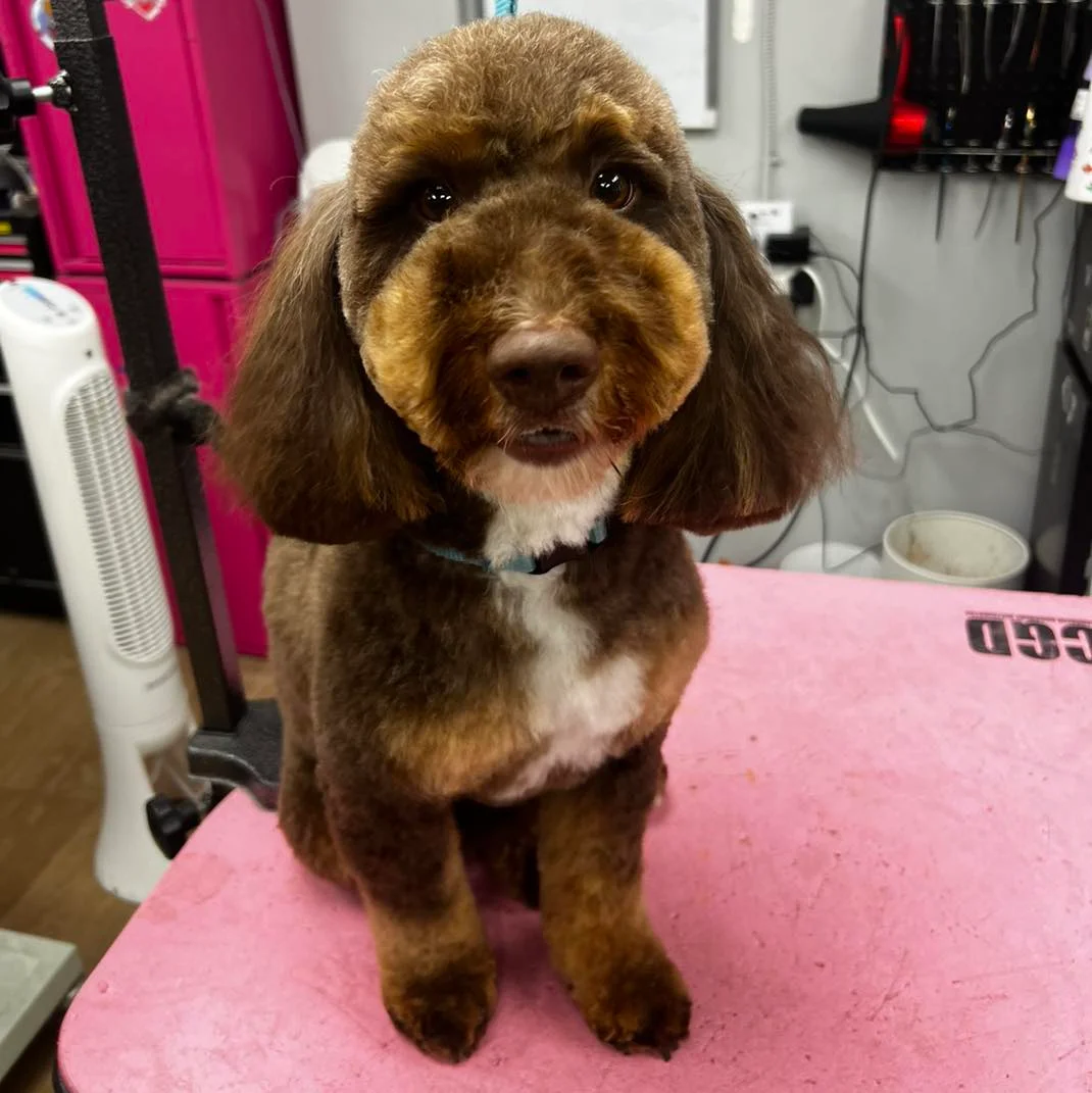 Groomed dog transformation