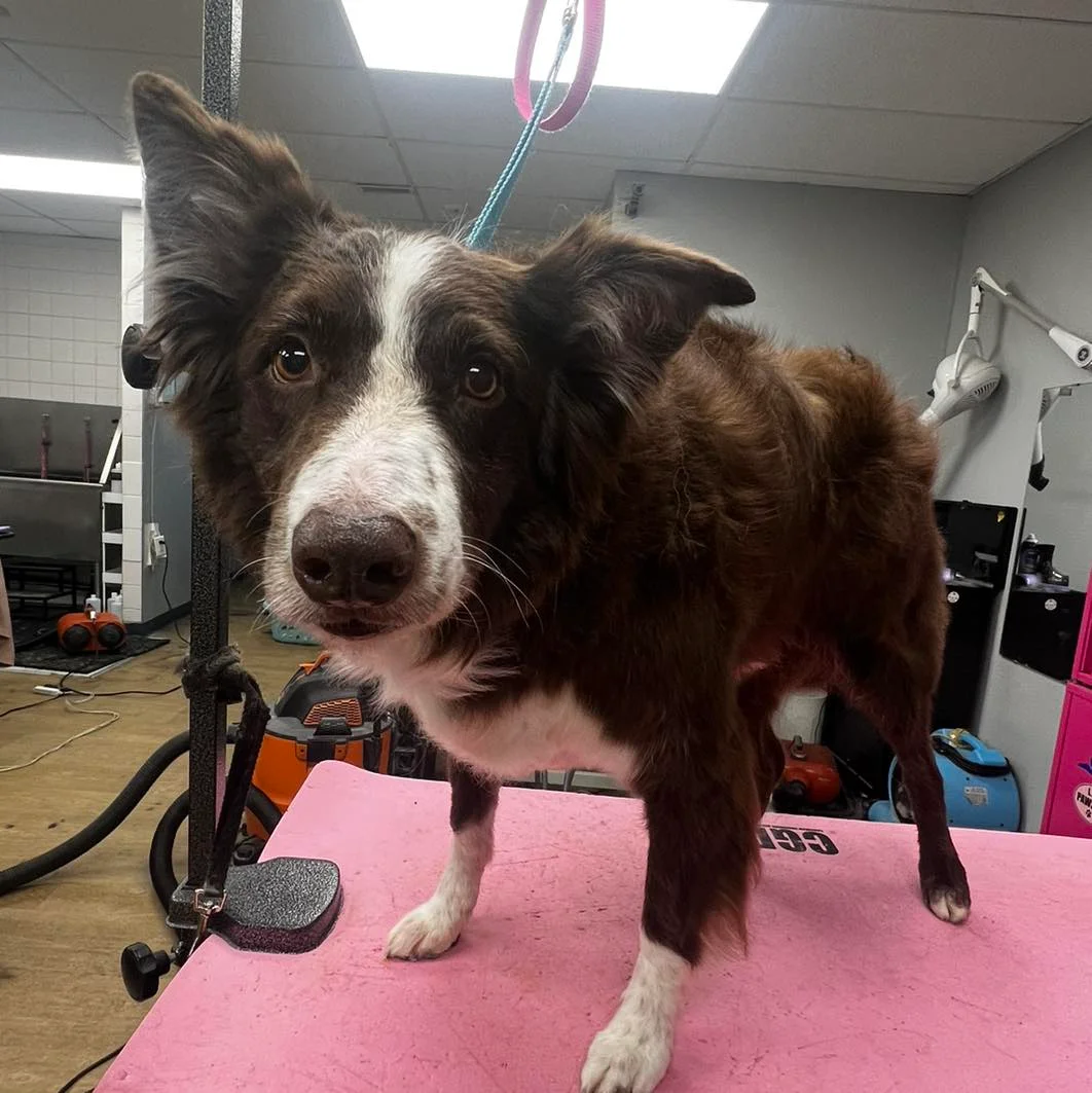 Groomed dog transformation