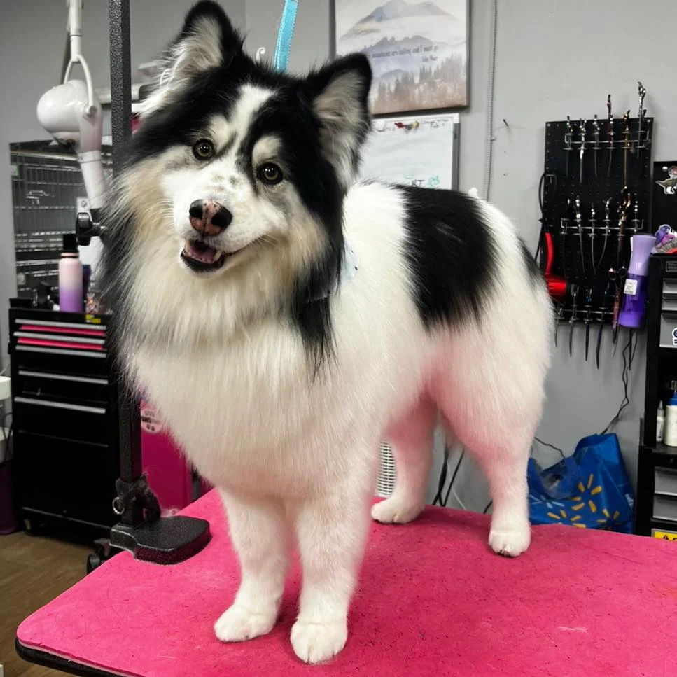 Groomed dog transformation