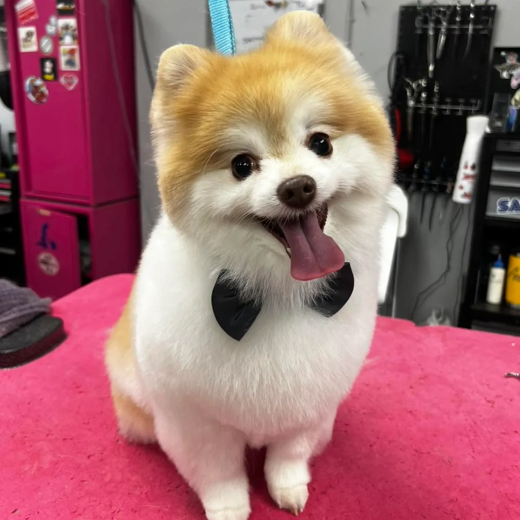 Groomed dog transformation