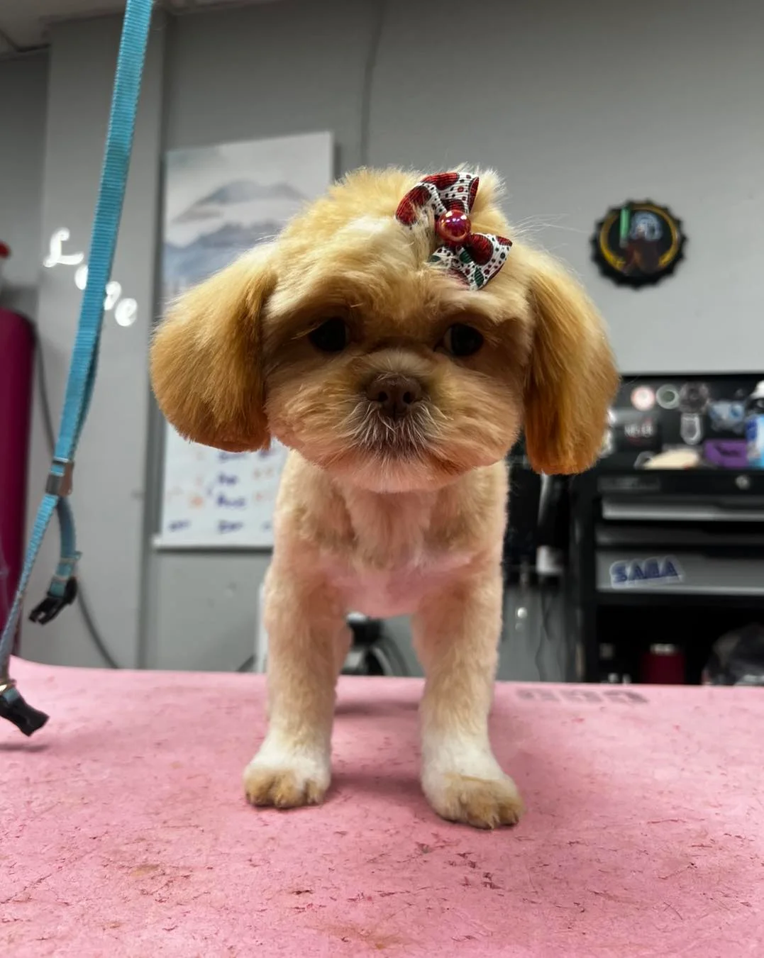 Groomed dog transformation