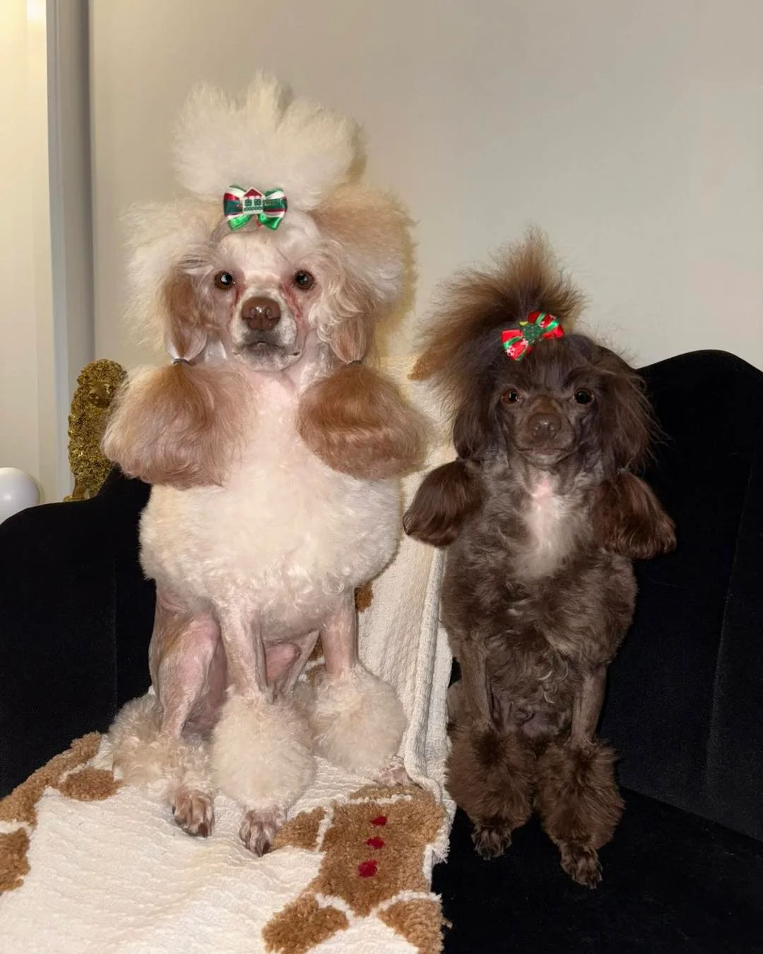 Groomed dog transformation
