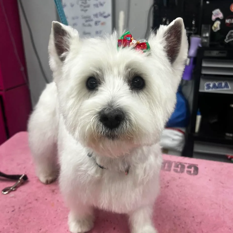 Groomed dog transformation