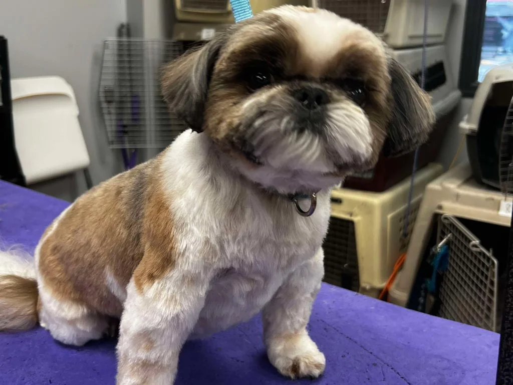 Kennel Cut