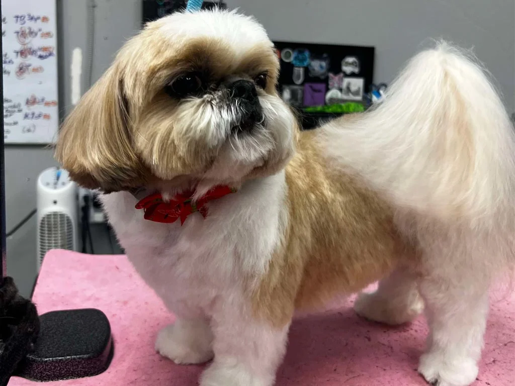 Teddy Bear Cut